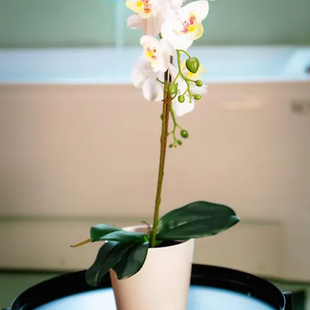 Capsule Flower - Balneo - Cinema - Billard - Nintendo Switch - Centre 아파트